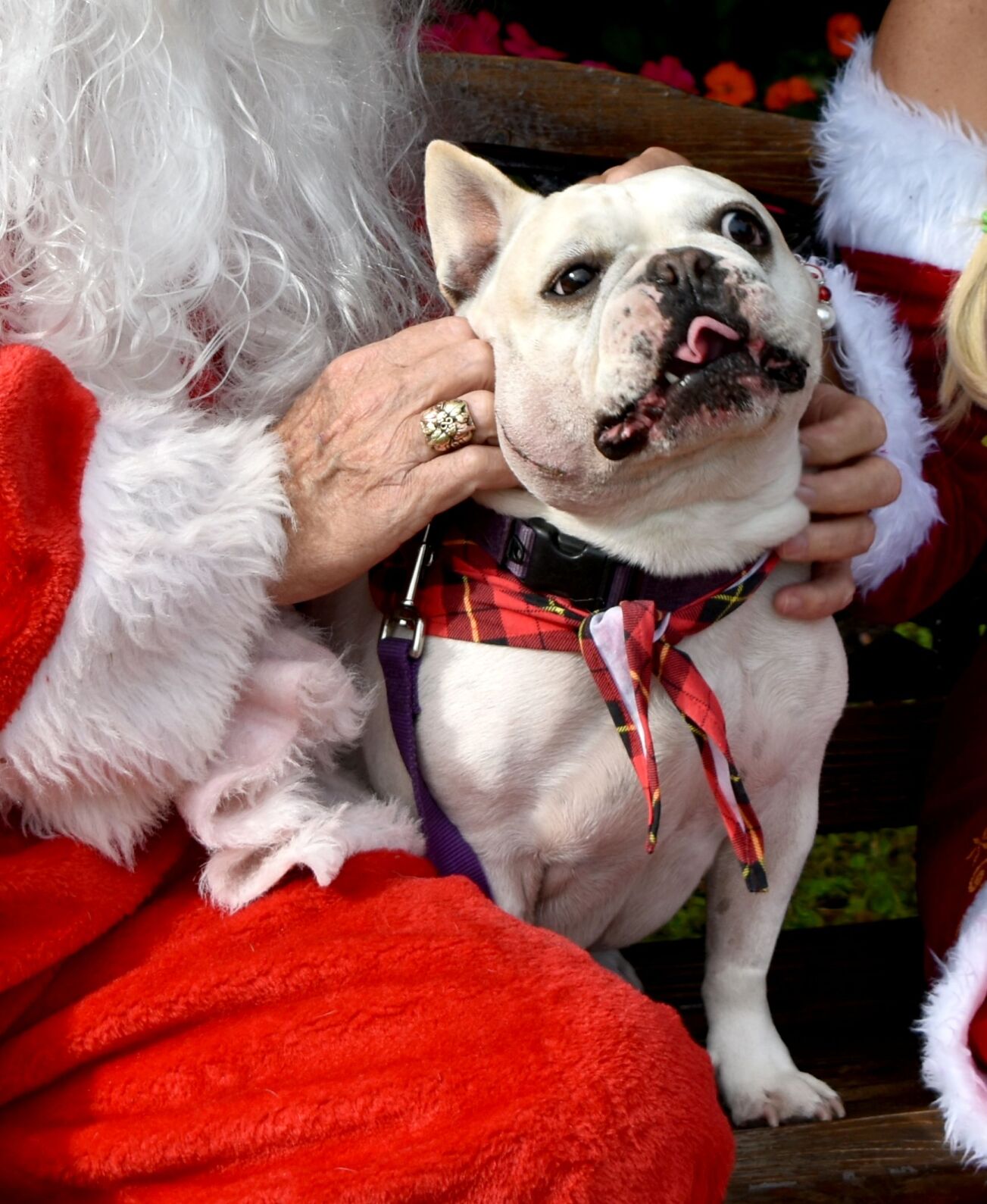 Punta Gorda History Park hosts Santa Paws in the Park